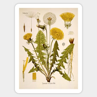 Dandelion Flower Growth Phases Sticker